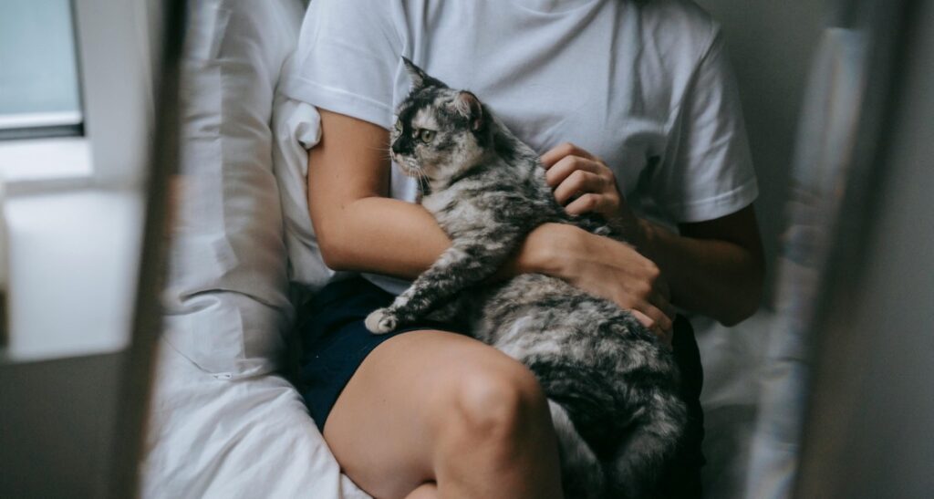 A cat is being held on a woman's lap