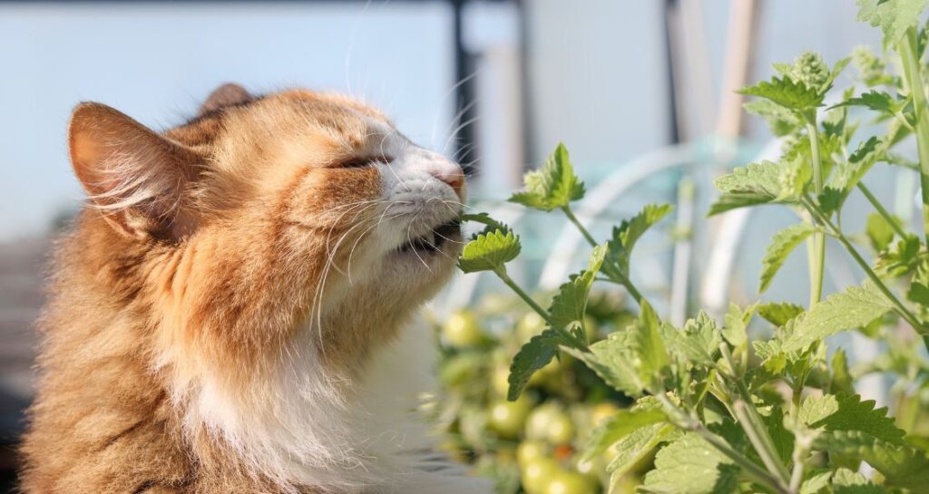 A cat is sniffing a catnip plant outside