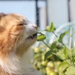 4 Reasons To Grow Your Own Catnip Plants