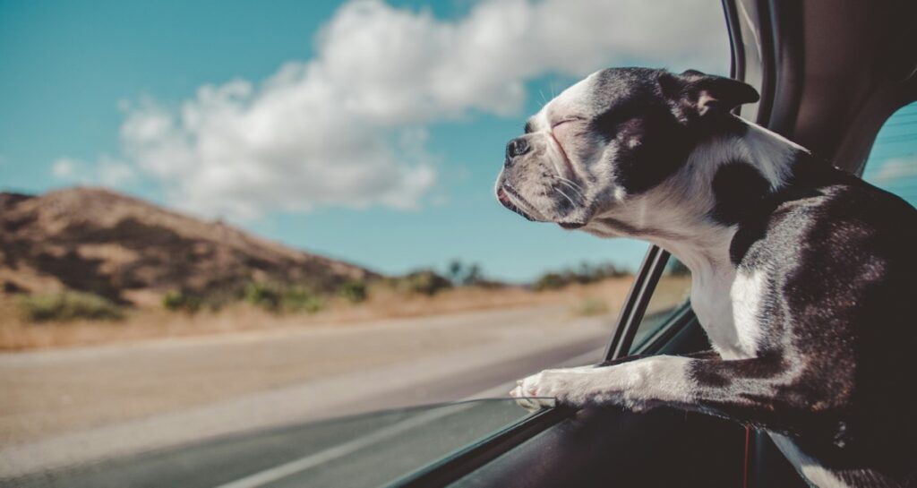 A dog is sticking its head out of a car window