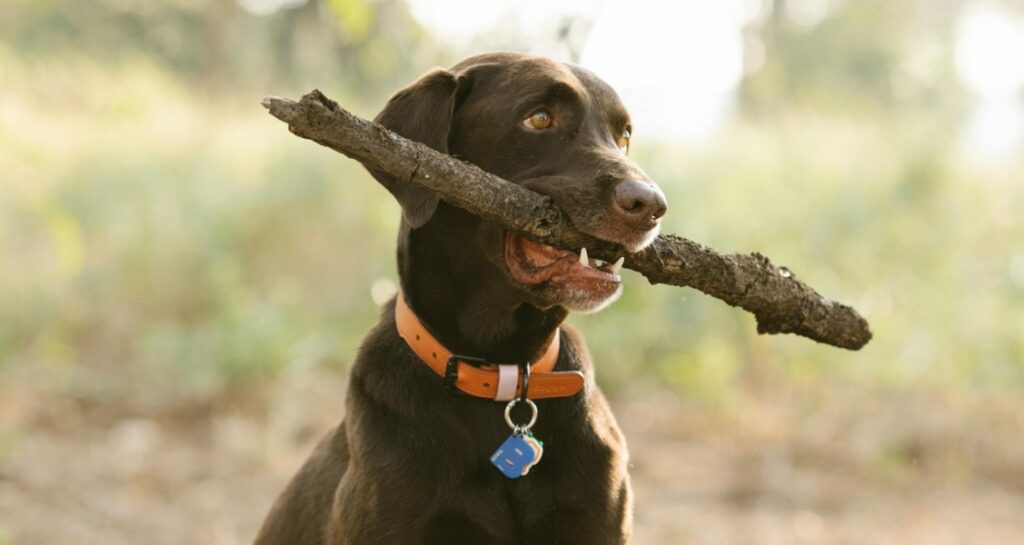 A dog with a stick in their mouth is wearing an ID tag