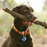 A dog with a stick in their mouth is wearing an ID tag
