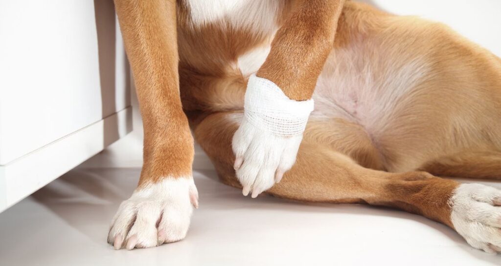 A dog is sitting with a gauze wrapped around their paw