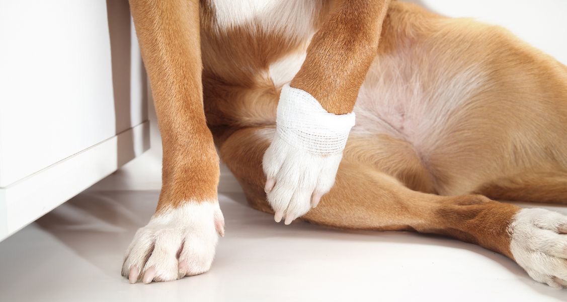 How To Make Your Home Safer for Pets With Arthritis