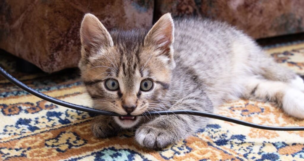 A kitten is chewing an electric cord while lying on carpet