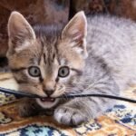 The Dangers Cords Pose for Your Household Cats