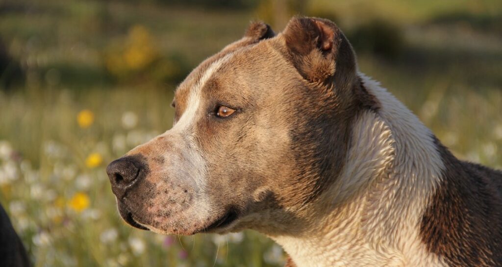 A pitbull is standing outside in nature