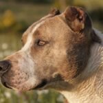 Cornell surgeons repair pitbull’s perforated small intestine