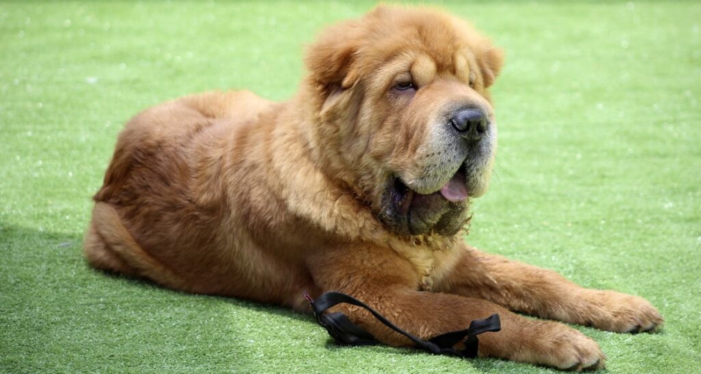 A shar pei is lying on artificial grass