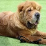 Simplifying the Approach to Canine Mast Cell Tumors