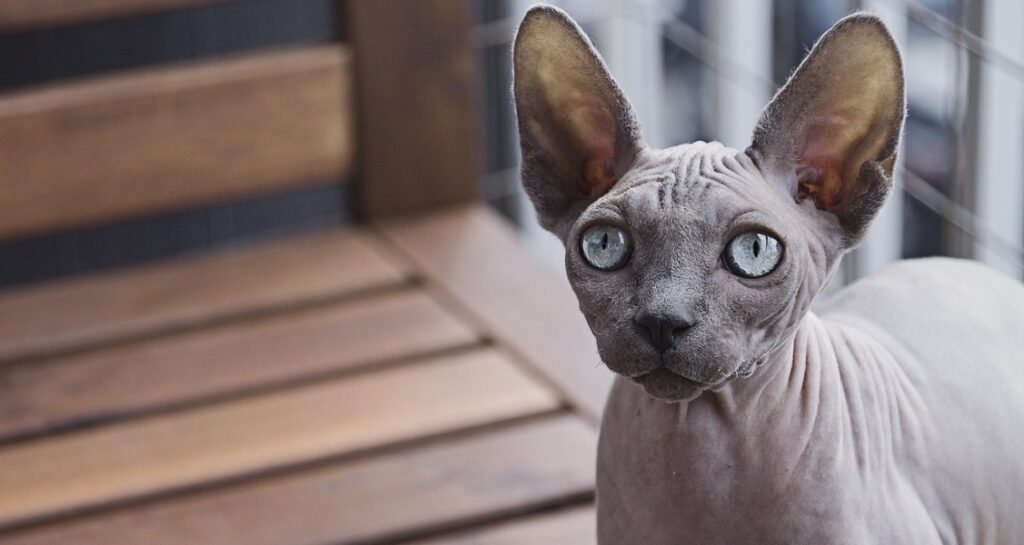 A sphynx cat with blue eyes is looking forward