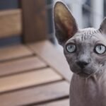 Sphynx has lowest life expectancy of domestic cat breeds, research finds