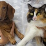 Is pain to blame for behavior changes?