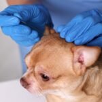 Benefits of dog acupuncture