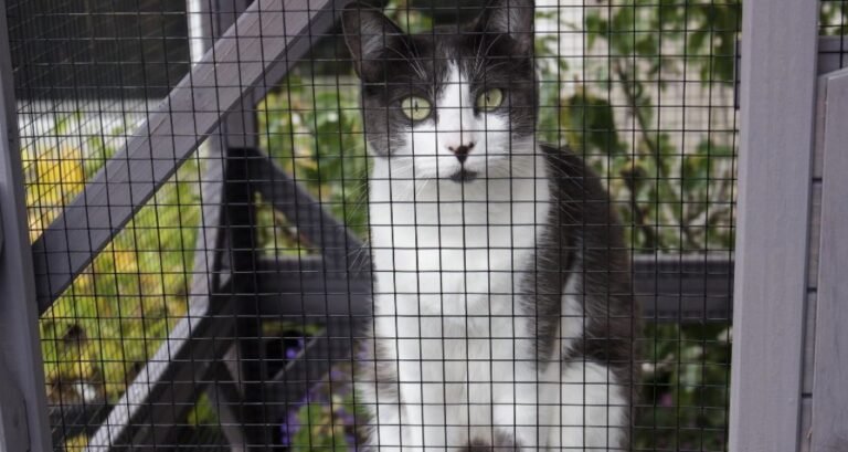 A cat is sitting in a catio
