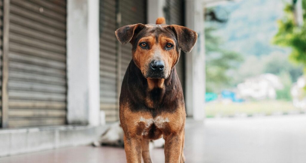 A dog is standing outside looking directly forward at the camera