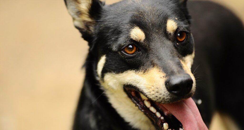 A dog is standing with its tongue out