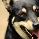 A dog is standing with its tongue out