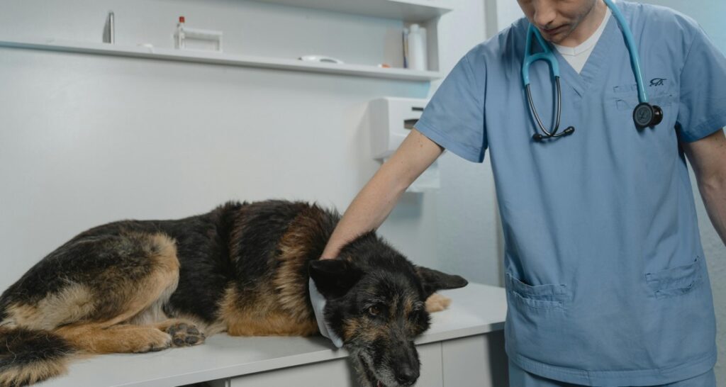 A dog is being touched in the neck by a veterinarian