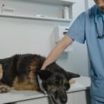 A dog is being touched in the neck by a veterinarian