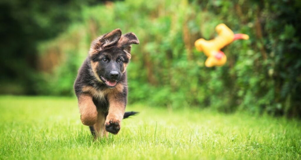 A German shepherd puppy is chasing after a toy in the grass