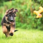 A German shepherd puppy is chasing after a toy in the grass