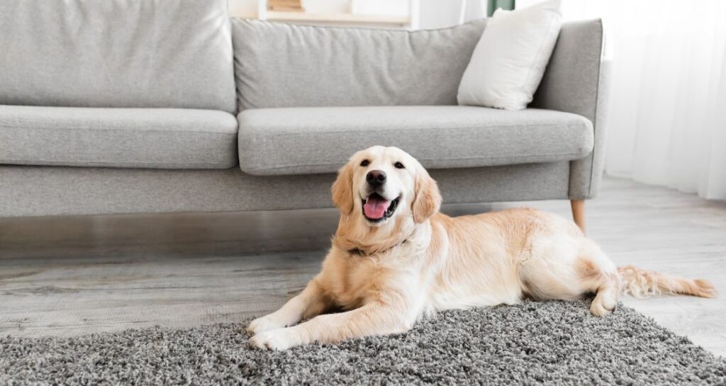 A golden retriever is lying on a carpet inside