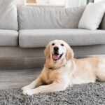 A Guilt-Free Guide To Leaving Your Dog Home Alone
