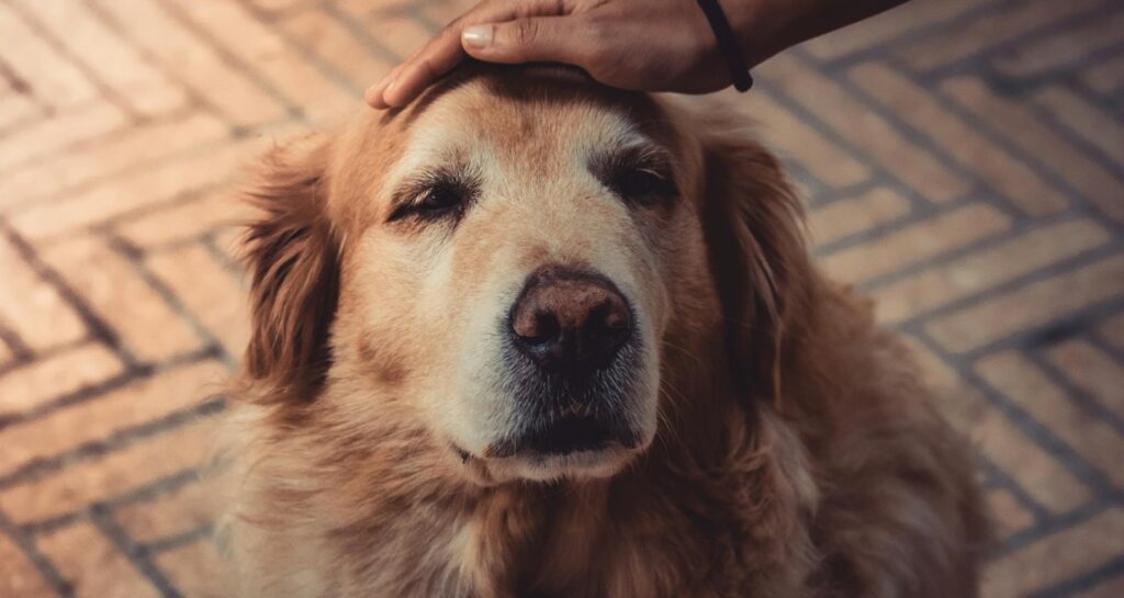 An old dog is being stroked on their head