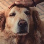 Tips for evaluating aging pets