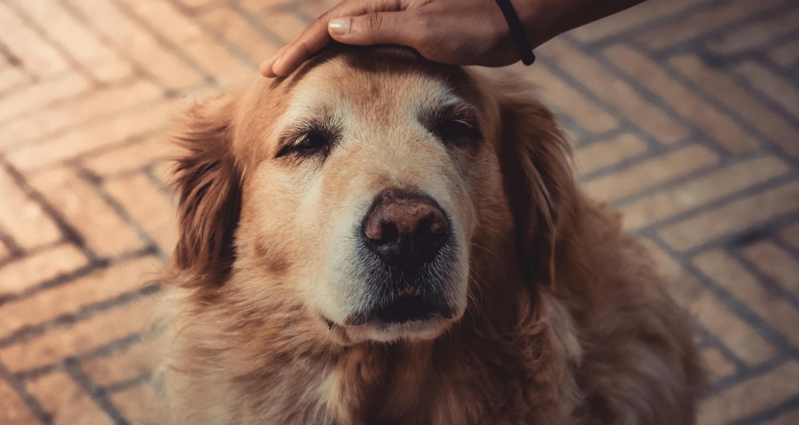 Tips for evaluating aging pets