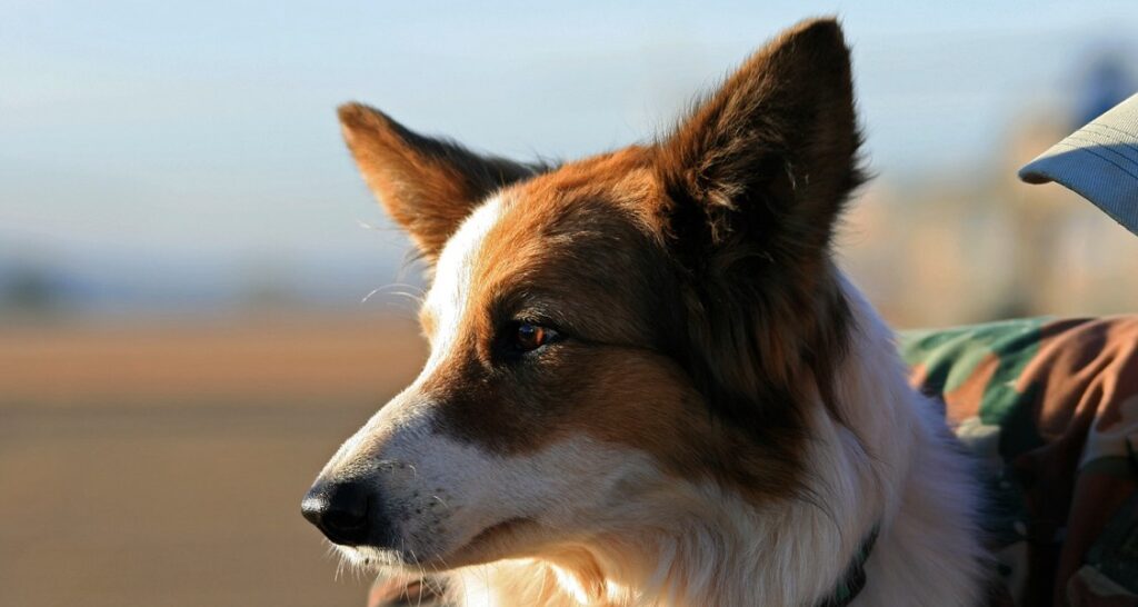 A profile shot of a border collie outside