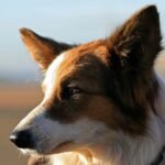 Psychiatric Service Dogs | What They Do & How They Help