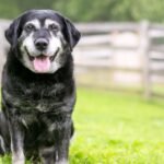 A senior dog is sitting in the grass with its tongue out