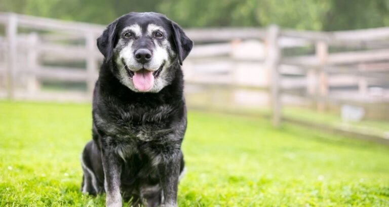 A senior dog is sitting in the grass with its tongue out