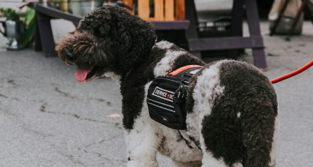 A service dog is standing outside