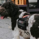 Psychiatric Service Dogs | What They Do & How They Help