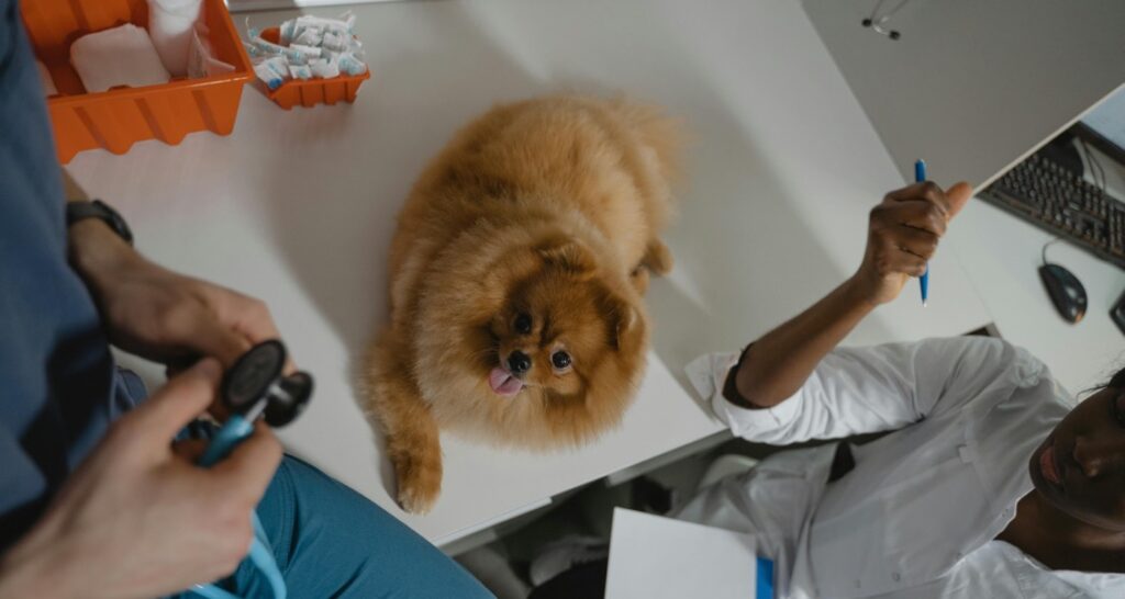 A veterinarian is talking to a colleague while a dog is sitting on an examination table