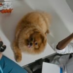 As vet’s legal saga ends with suspended licence, access to pet medication could widen – or close