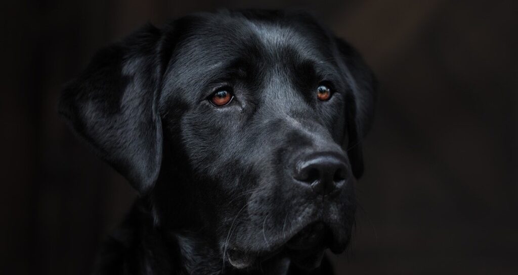 A black Labrador retriever is staring forward