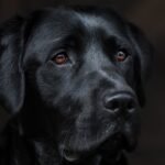 Probiotics and Prebiotics for Dogs: A Science-Based Guide