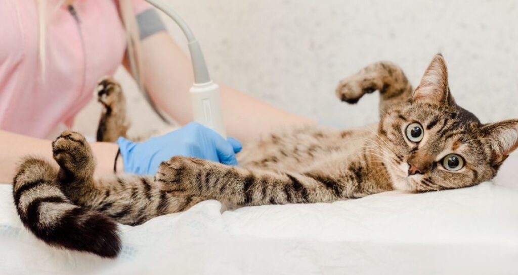 A cat is receiving an ultrasound by a woman