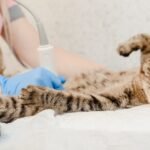 A cat is receiving an ultrasound by a woman