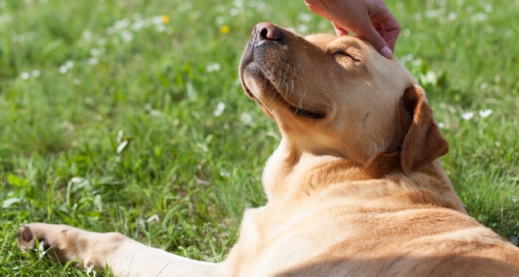 A dog is having their head scratched while laying outside in the grass