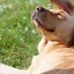 Reliable Ways To Improve Your Dog’s Quality of Life