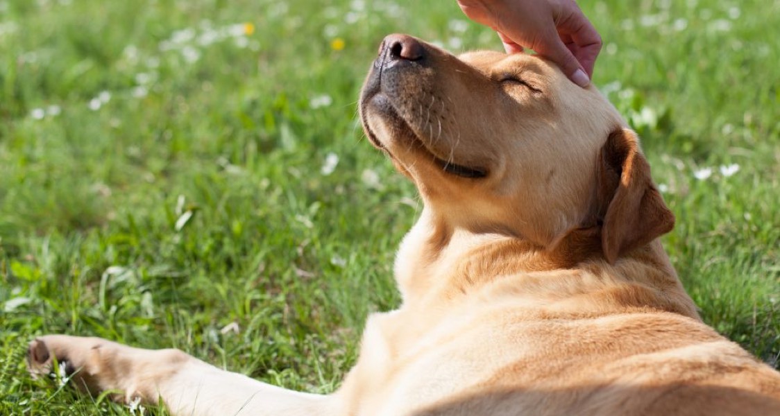 Reliable Ways To Improve Your Dog’s Quality of Life