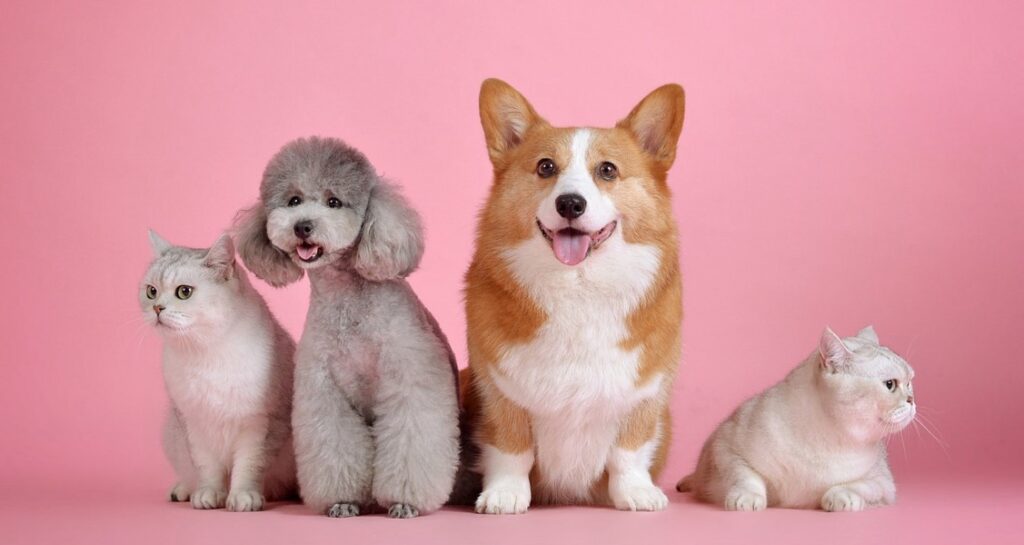 Dogs and cats are sitting together in front of a pink backdrop