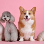 Dogs and cats are sitting together in front of a pink backdrop