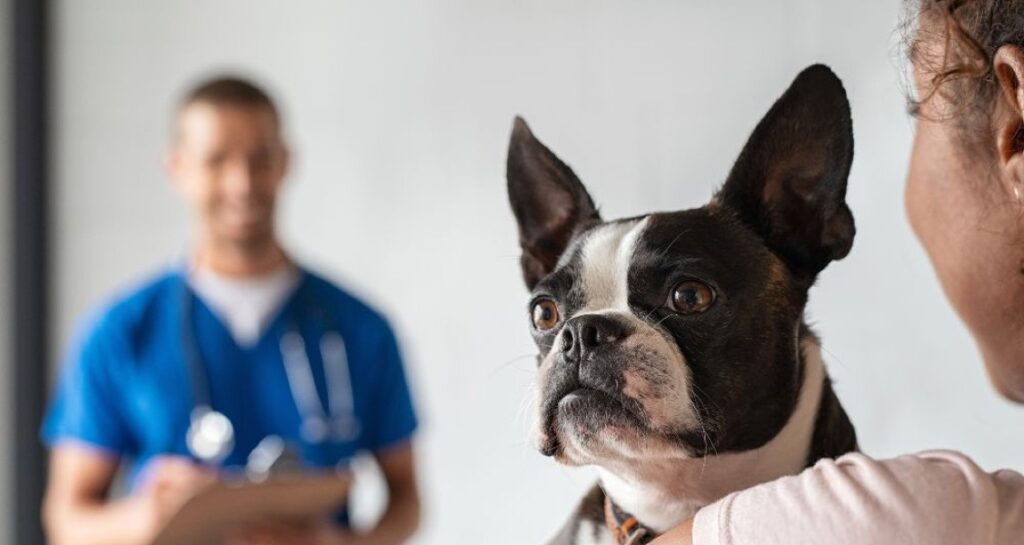 A woman is holding her dog at the veterinarian