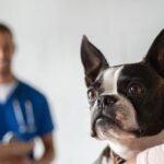 A woman is holding her dog at the veterinarian